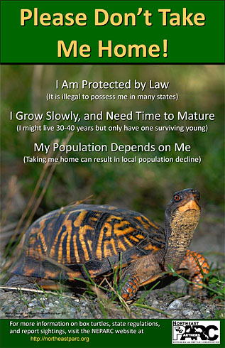 Poster from at http://northeastparc.org/box-turtle-educational-info/ and used by permission, NEPARC 2010.